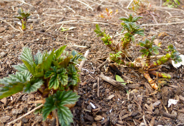 Cwoaramup-hops-beer-australia Cwoaramup-hops-beer-australia